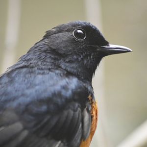 White-rumped shama [2018]