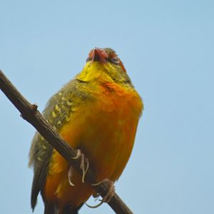 Orange-breasted waxbill [2018]