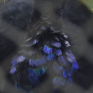 Grey-winged trumpeter's feathers [2018]