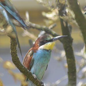 European bee-eater [2018]