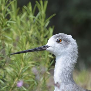 Black-winged stilt [2018]