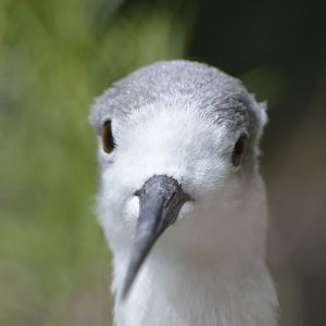 Black-winged stilt [2018]