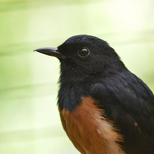 White-rumped shama [2018]