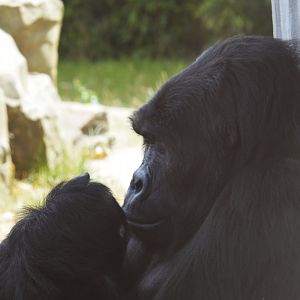 Eastern lowland gorilla [2018]