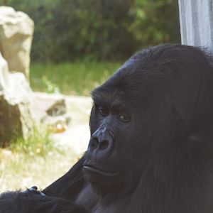 Eastern lowland gorilla [2018]