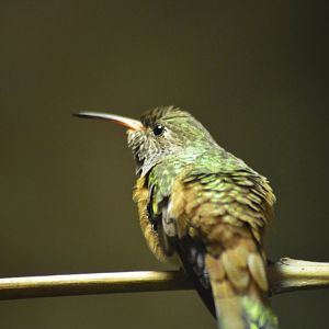 Amazilia hummingbird [2018]