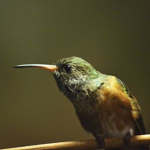 Amazilia hummingbird [2018]