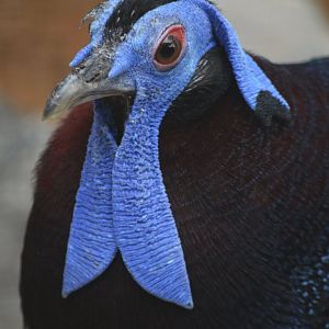 Bulwer's pheasant [2018]