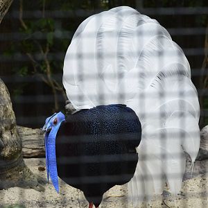 Bulwer's pheasant [2018]