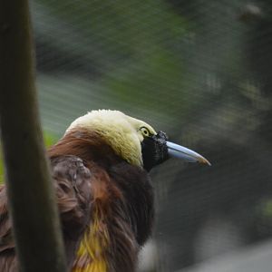 Greater bird-of-paradise [2018]