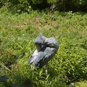 Shoebill [2018]