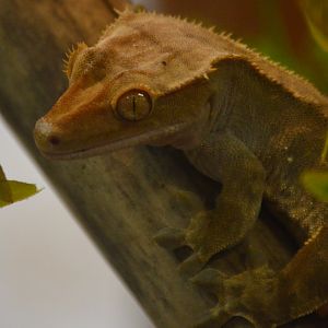 Correlophus ciliatus