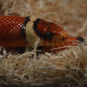Lampropeltis mexicana thayeri