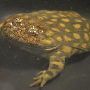 Lepidobatrachus laevis "Cash"