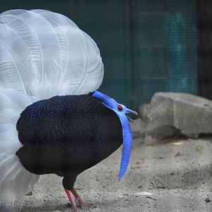 Bulwer's pheasant [2018]