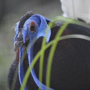 Bulwer's pheasant [2018]