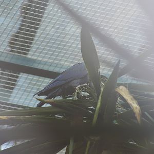 My best picture of a Spix's macaw [2018]