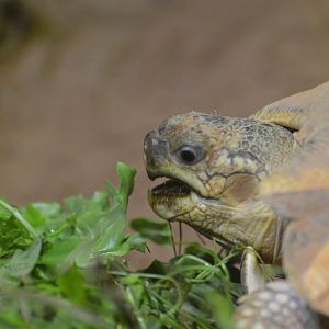 Angonoka tortoise [2018]