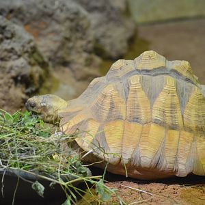 Angonoka tortoise [2018]