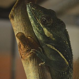 Anolis equestris
