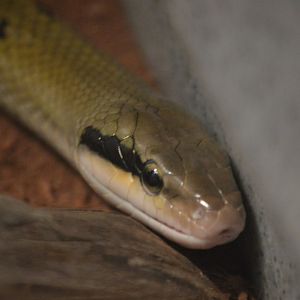 Elaphe taeniura friesi