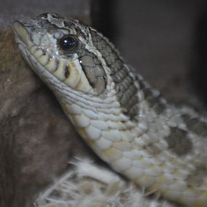 Heterodon nasicus nasicus