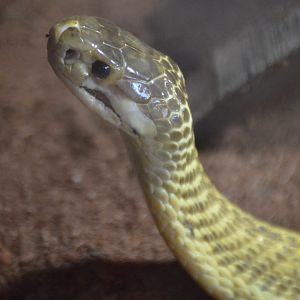 Naja sumatrana, Pandora