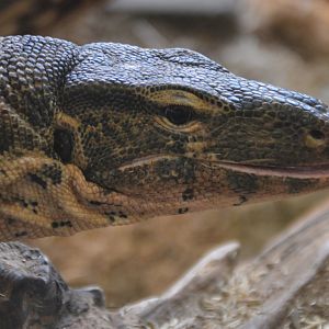 Varanus salvator salvator