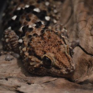 Chondrodactylus bibronii