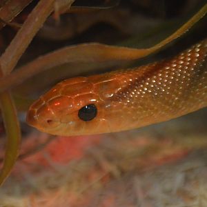 Rhamphiophis oxyrhynchus