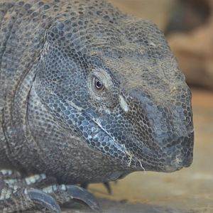 Varanus albigularis microstictus