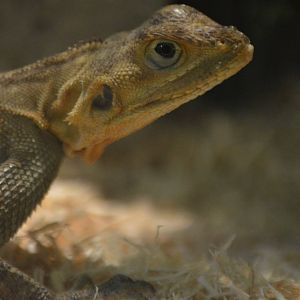 Agama agama "Courage the Cowardly"