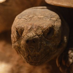 Centrochelys sulcata