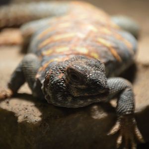 Uromastyx ornata ornata