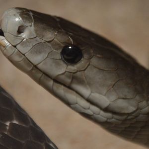 Dendroaspis polylepis "Draco"