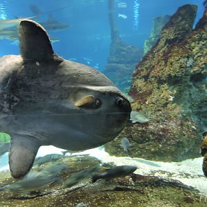 Ocean sunfish [2015]