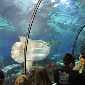 Ocean sunfish [2015]