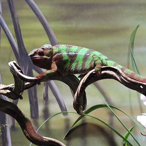 Panther chameleon [2015]