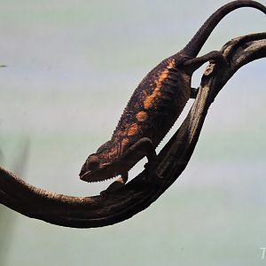 Panther chameleon [2015]