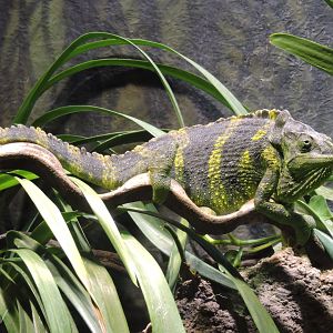 Meller's chameleon [2015]