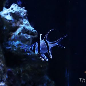 Banggai cardinalfish [2015]