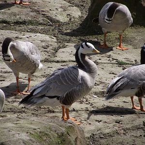 Bar-headed Geese - Zooparc de Beauval - 04/2014