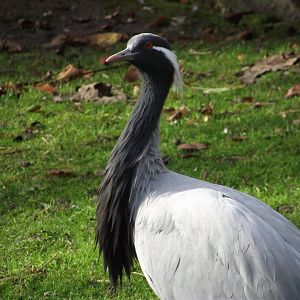 Demoiselle Crane - Zooparc de Beauval - 11/2015