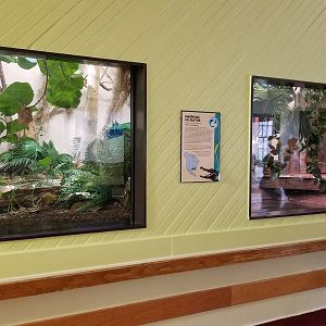 ZooAmerica - Newer alligator exhibit, replacing snapping turtle