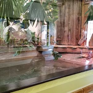 ZooAmerica - Newer alligator exhibit, replacing snapping turtle