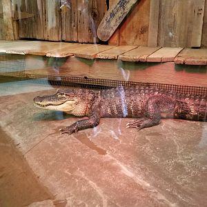 ZooAmerica - Newer alligator exhibit, replacing snapping turtle