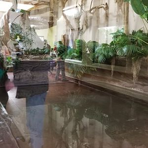 ZooAmerica - Newer alligator exhibit, replacing snapping turtle