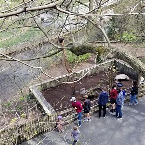 ZooAmerica - Porcupine up high