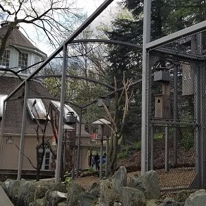 ZooAmerica - New Thick-billed Parrot exhibit