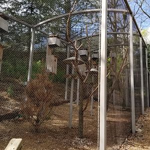 ZooAmerica - New Thick-billed Parrot exhibit